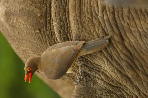 Birds on Rhinos' Back Help Them Avoid Poachers