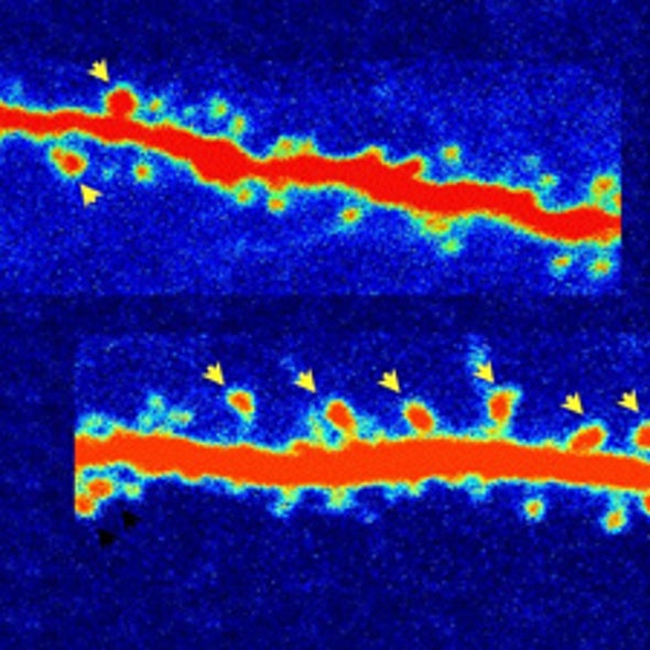 Psychedelic Drugs Show Promise as Antidepressants