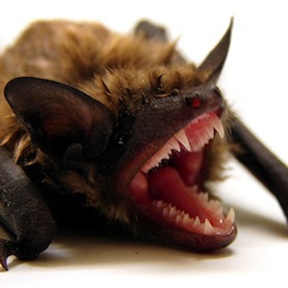 Color Bind: A New Study Finds Wind Turbine Color May Play a Role in Bat Fatality Rate
