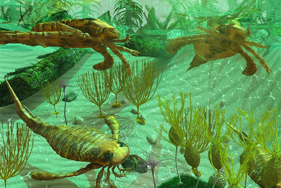 What is the Cambrian period?