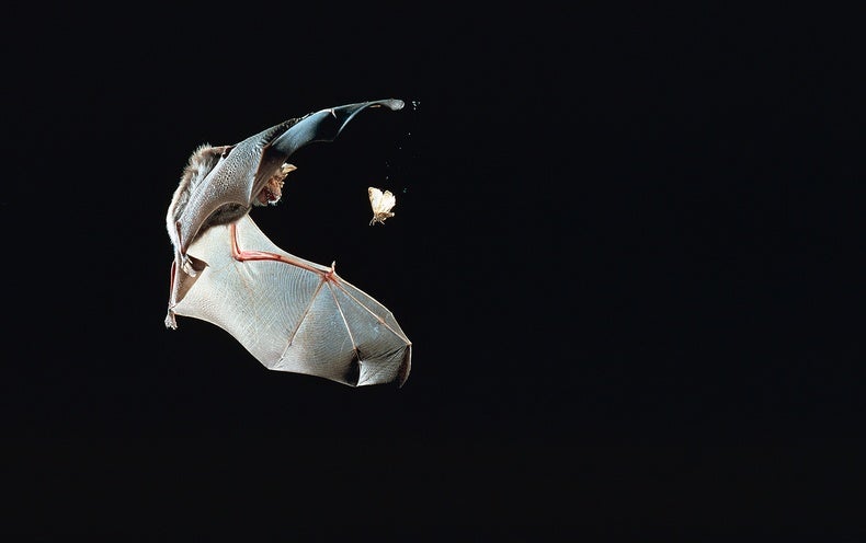 Bats Are A Key Source Of Human Viruses But They May Not Be Special Scientific American