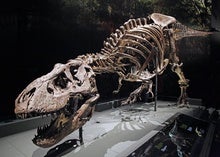 Who Laps Whom on the Walking Track--Tyrannosaurus rex or You? Science Has a New Answer