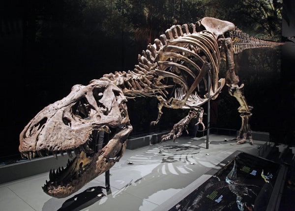 A full skeleton of the Tyrannosaurus rex on display at a museum can be seen in a lunging pose.