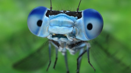 An animation of a dragonfly up close.