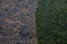 Amazon Rain Forest Nears Dangerous 'Tipping Point'