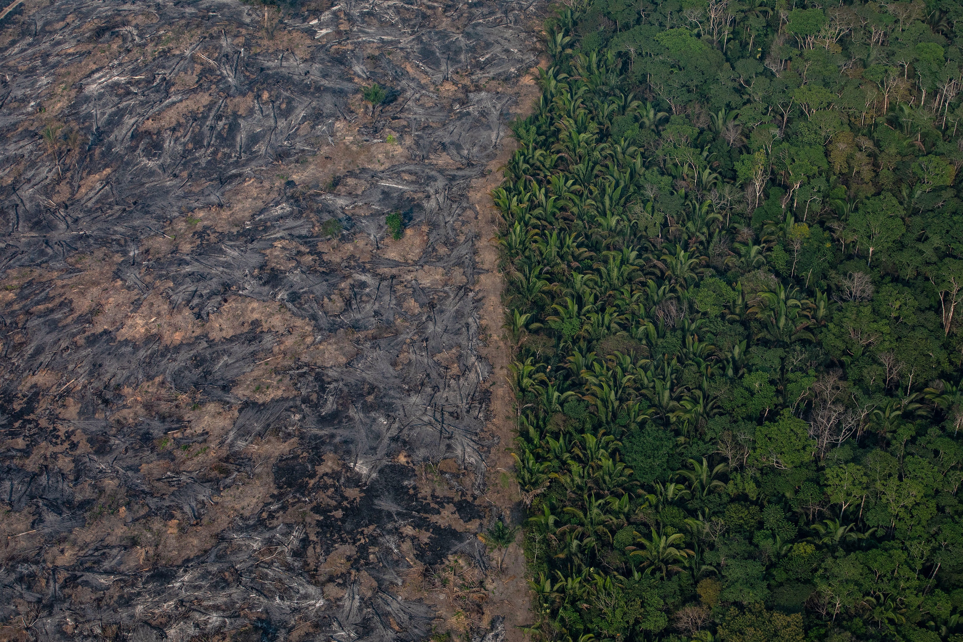 Amazon Rain Forest Nears Dangerous ‘Tipping Point’