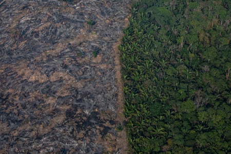 Aerial view of Amazon rain forest shows region affected by wildfire