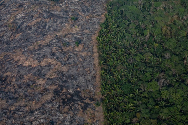 Aerial view of Amazon rain forest shows region affected by wildfire