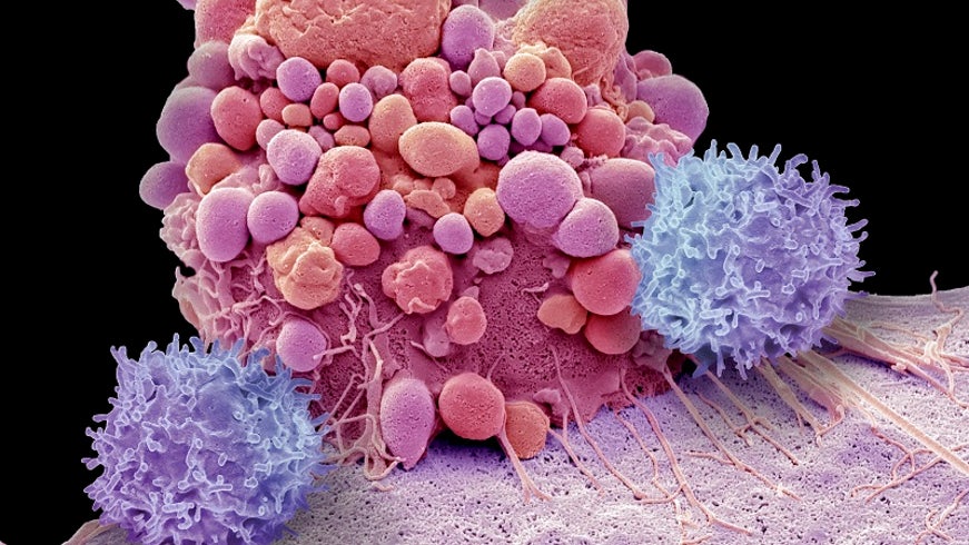 Frontiers in T Cell Therapy