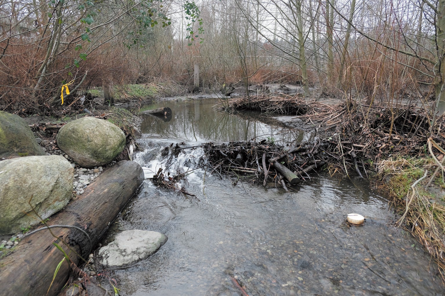 Boulders and tree trunks inserted into Thornton Creek create protective eddies for fish and bugs. 