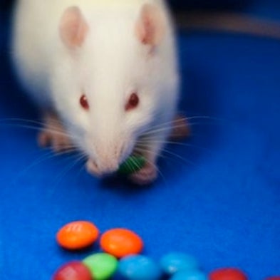 Simply Irresistible: Scientists Trace Gluttony's Path in the Brain