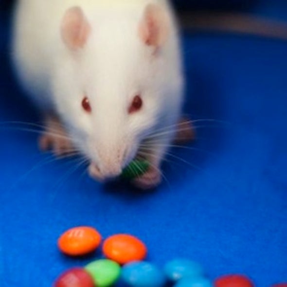 Simply Irresistible: Scientists Trace Gluttony's Path in the Brain
