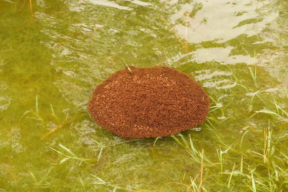 How Fire Ants Form Giant Rafts to Survive Floods