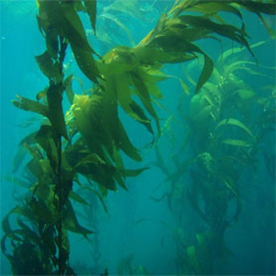 Zooniverse: Floating Forests