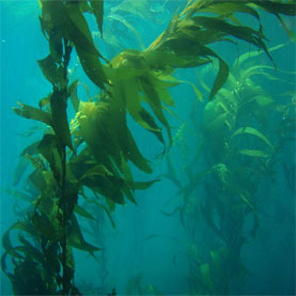 Zooniverse: Floating Forests