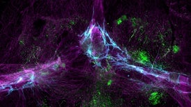 Guardians of the Brain