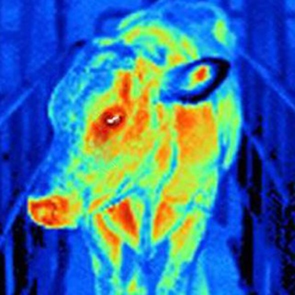 Got Goat's Milk? The Quest to Save Dairy from Climate Change