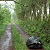 CONSERVATION ECOLOGY AND BIODIVERSITY SECTION WINNER: