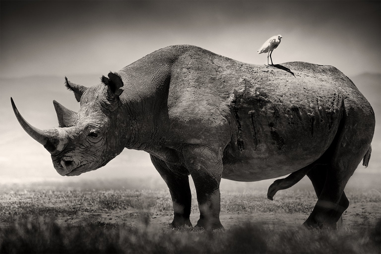 See Stunning Collection of Portraits of Africa's Most Endangered Wildlife -  Scientific American