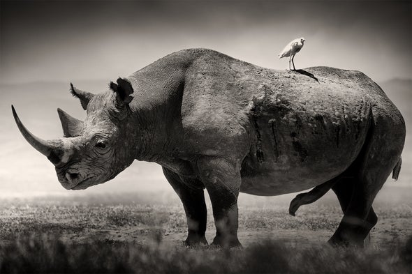 See Stunning Collection of Portraits of Africa's Most Endangered Wildlife