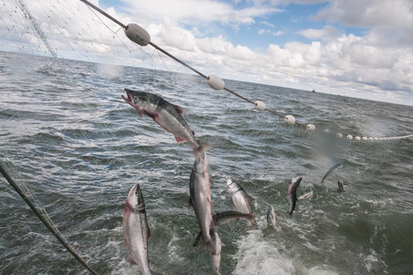 Alaska's Salmon Are Shrinking