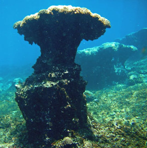 As Ocean Warms, Coral Loses Anchor in Acidic Waters