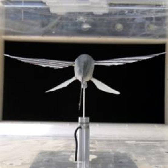Winging It: Flying Fish Aerodynamics Directly Measured for the First Time