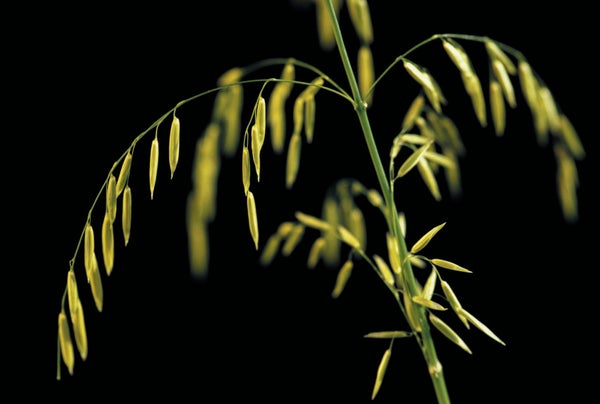 Green plant with yellow rice shown against a black backdrop.