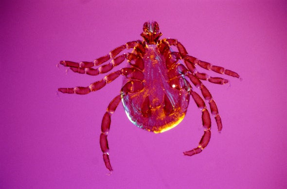 Ticks on Uptick Where Big Game Declines