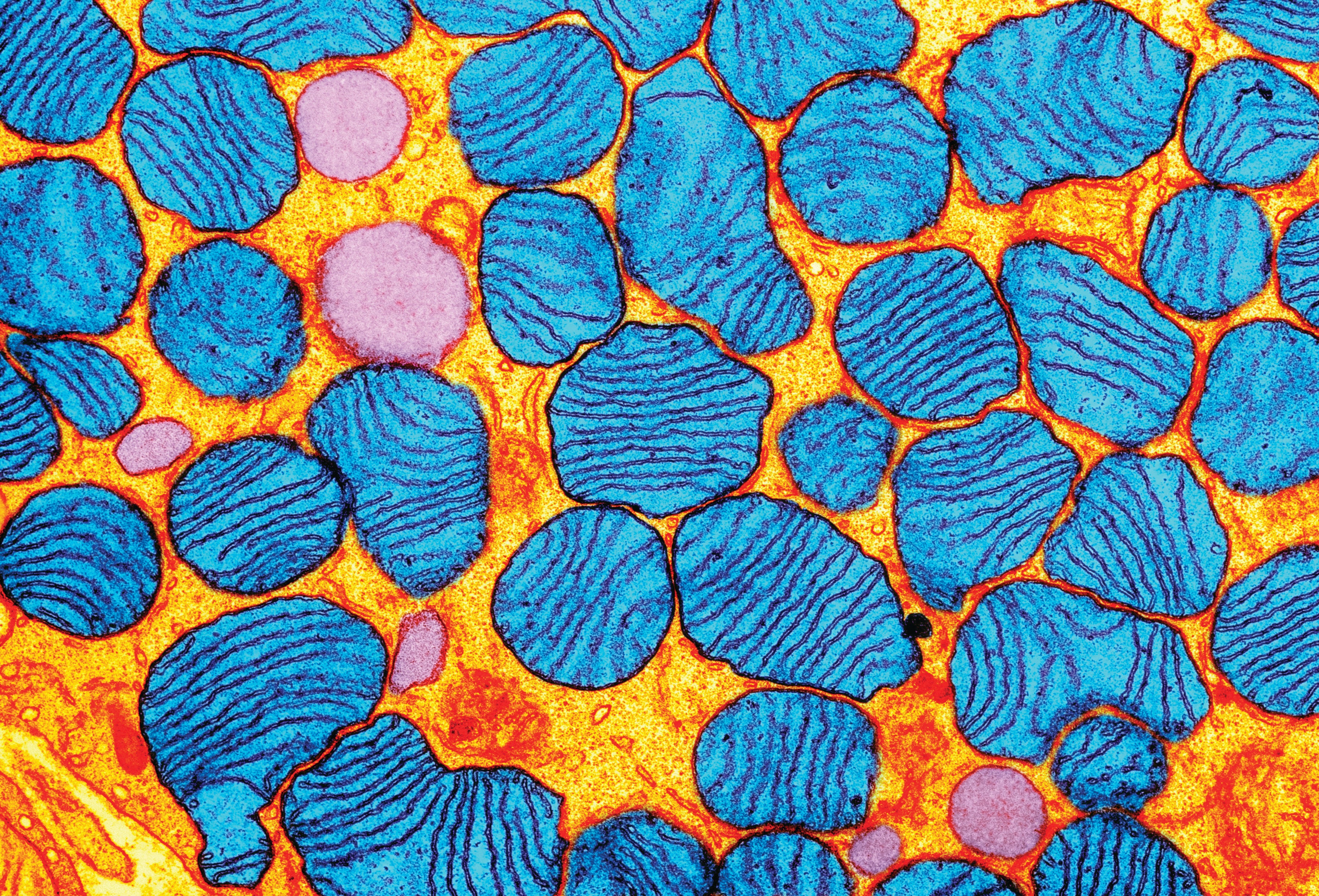 Живая клетка под микроскопом