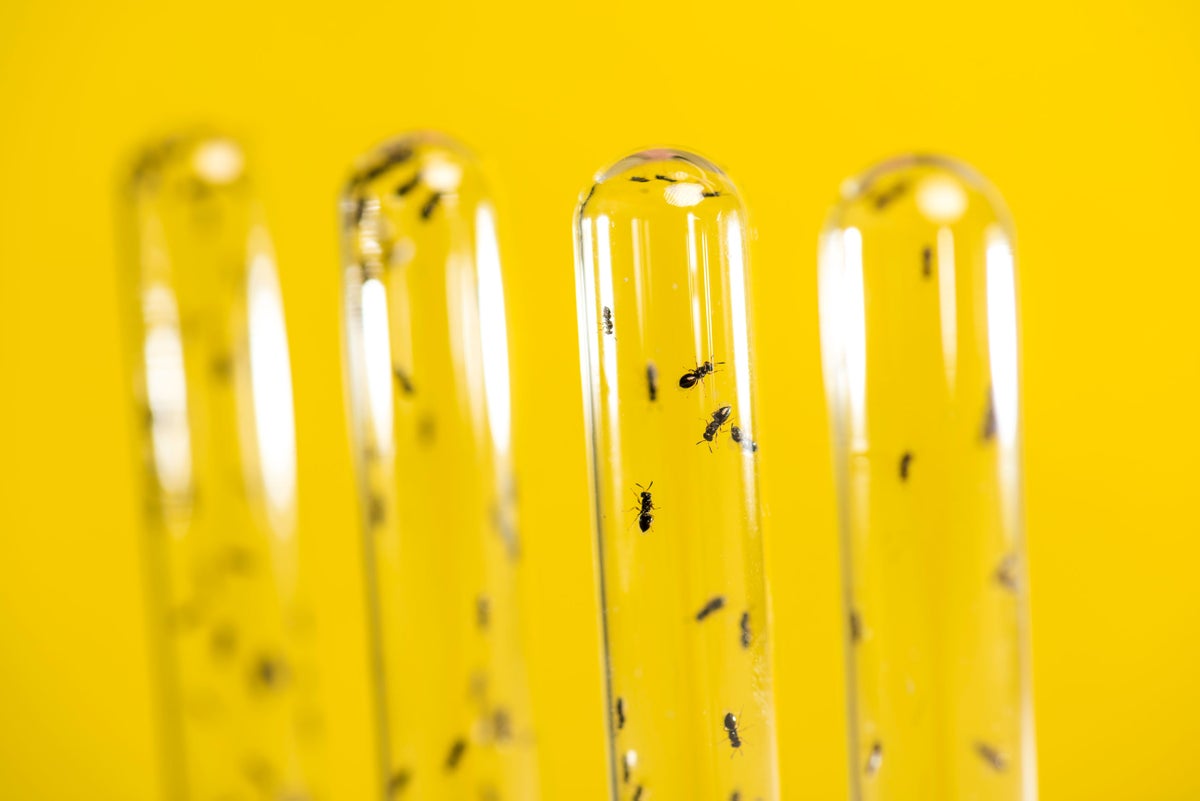 Moonlighting Genes Evolve for a Venomous Job