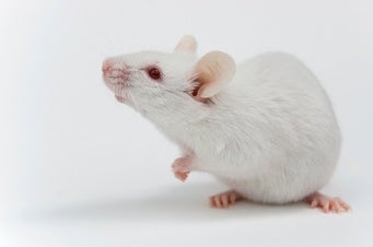 Gene Drives Shown to Work in Female Mice