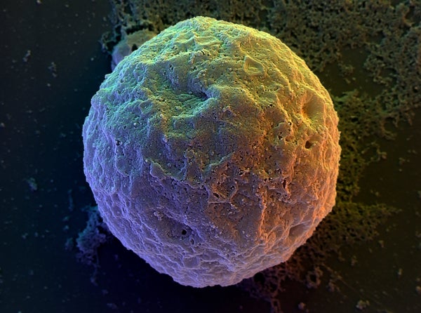 Colorized Human Embryonic Stem Cell
