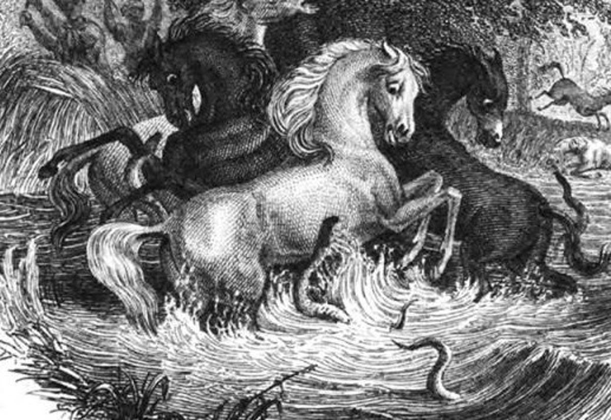 Electric Eels versus Horses Shocking but True Scientific American