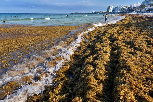 Sargassum algae piles up along the shore at a beach