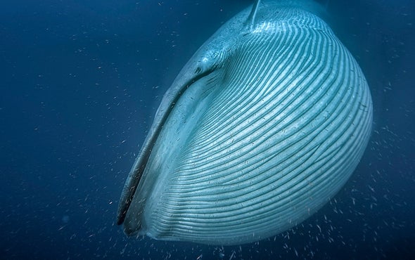 Living Large: How Whales Got to Be So Enormous