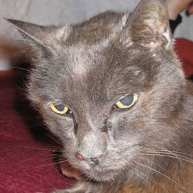 The Incredible Journey: Microchip ID Reunites Owners with Cat--13 Years Later