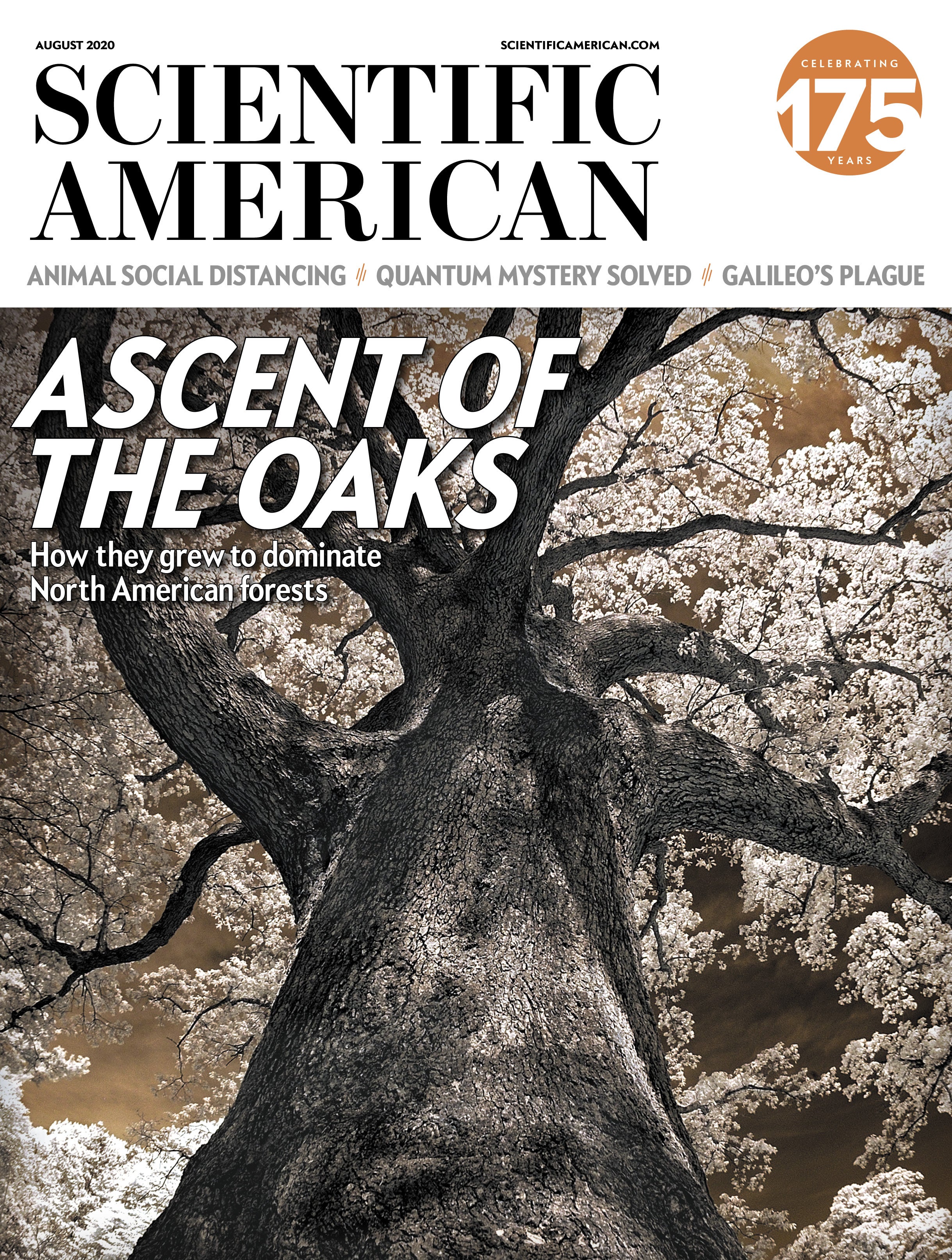 Scientific American: Ascent of the Oaks