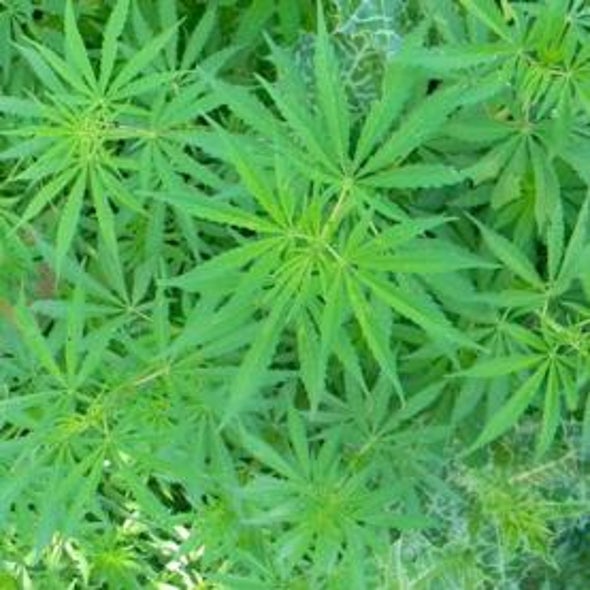 Structured Unlearning: Marijuana May Impair Memory via the Brain's Non-Firing Cells