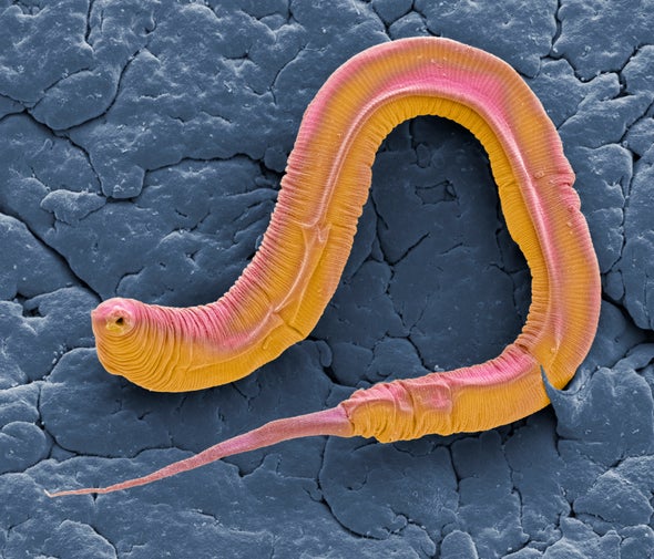 Worm Wiring Diagram May Help Us Understand Our Own Nervous System