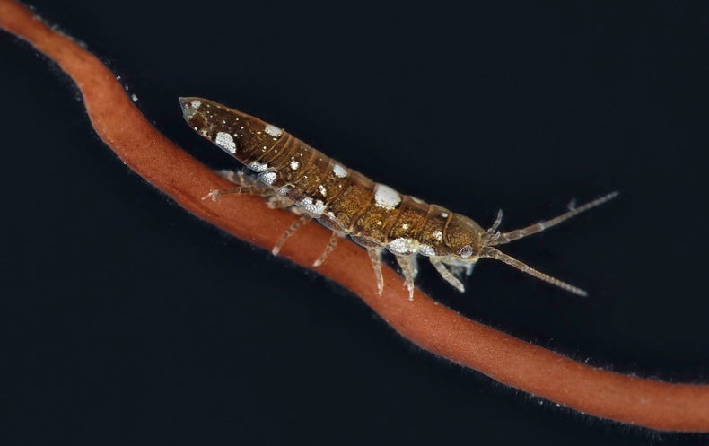 In a First, Tiny Crustaceans Are Found to “Pollinate” Seaweed like Bees of the S..