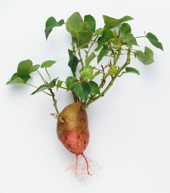 Sweet Potato Sends Secret Signals