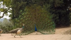 Shaking Your Tail Feathers Takes Physics
