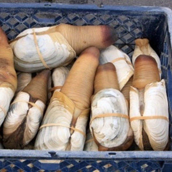 Researchers Pry Climate Change Record from Giant Clams