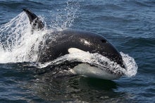 As Arctic Sea Ice Melts, Killer Whales Are Moving In