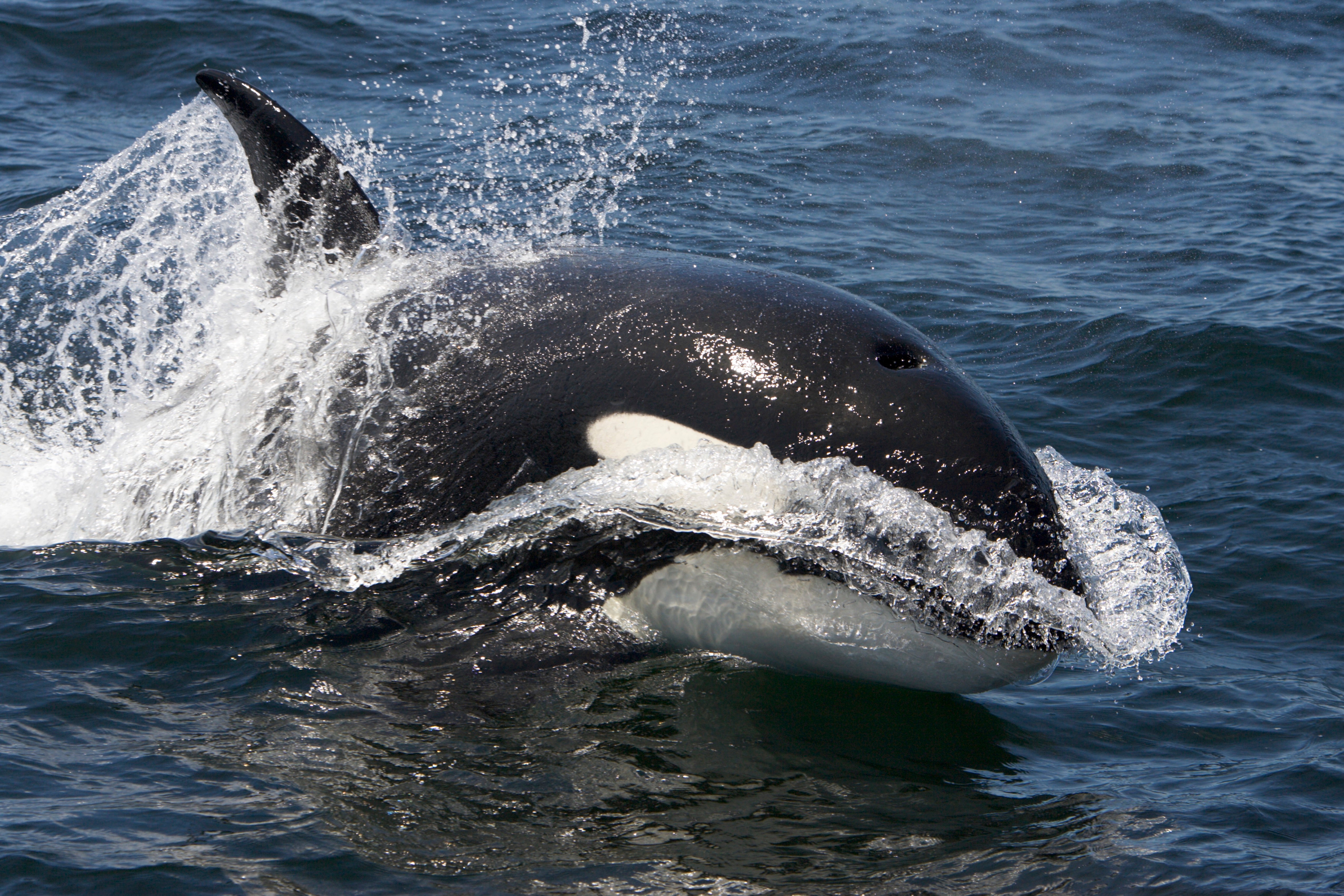 As Arctic Sea Ice Melts, Killer Whales Are Moving In - Scientific American