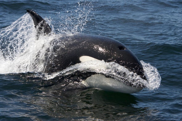 As Arctic Sea Ice Melts, Killer Whales Are Moving In