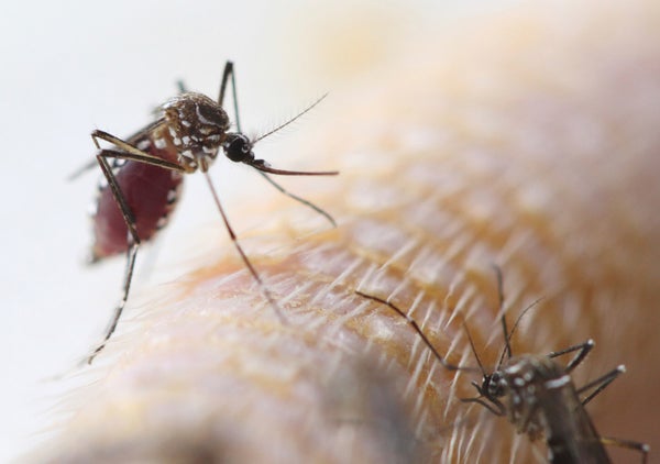 Aedis Aegypti mosquito