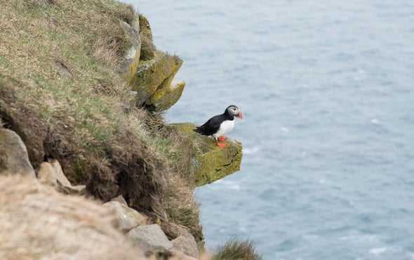 Earlier Springs May Mean Mistimed Bird Migrations