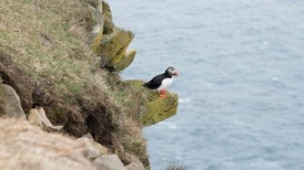 Earlier Springs May Mean Mistimed Bird Migrations